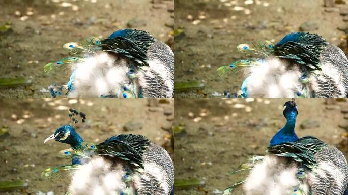 优雅的野生异国鸟，色彩鲜艳的艺术羽毛。孔雀纹理羽毛的特写。飞舞的印度绿色孔雀 (Pavo crist
