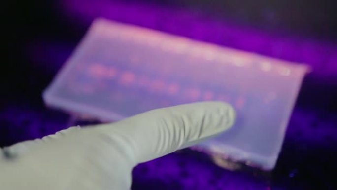 在大学的基因实验室中，研究人员在紫外线下检查电泳凝胶的特写视图