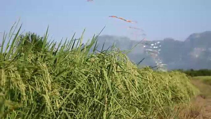 绿油油的稻田里，一串种子随风摇曳