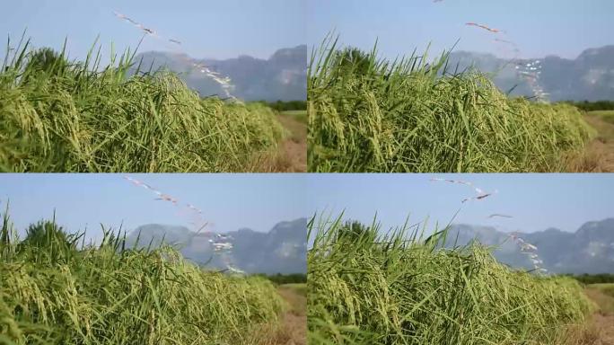 绿油油的稻田里，一串种子随风摇曳