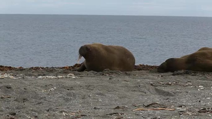 海象