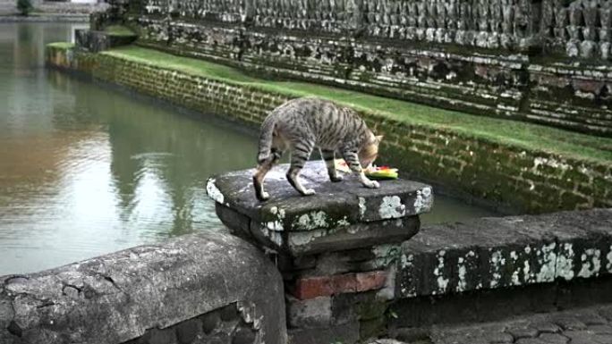 一只猫在巴厘岛taman ayun寺外检查祭品