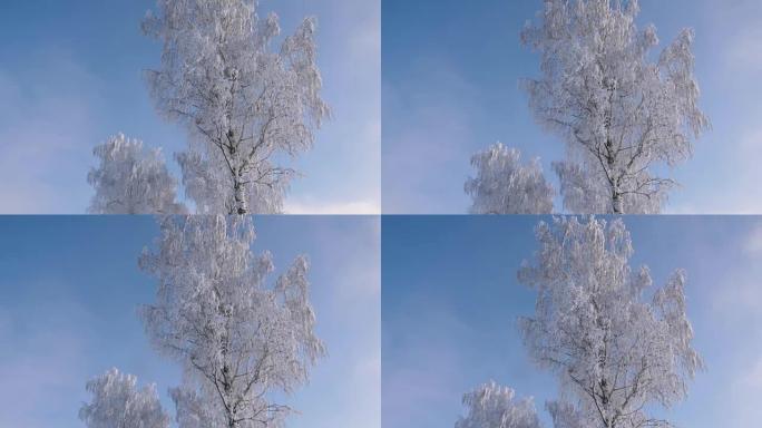 雪后冬天树枝上有雪白和闪闪发光的霜冻的树