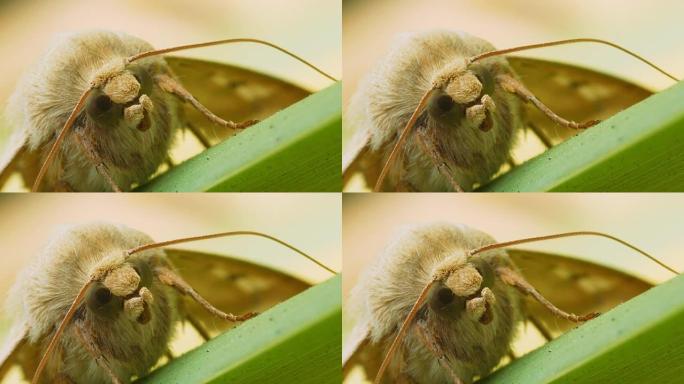 一只毛茸茸的蝴蝶天蛾的肖像。