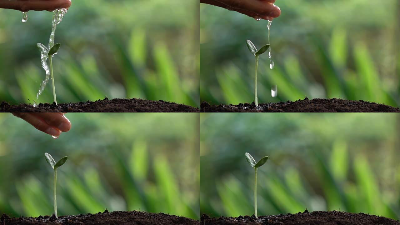 浇灌一棵小树，以拯救地球和自然，自然清洁的生态。