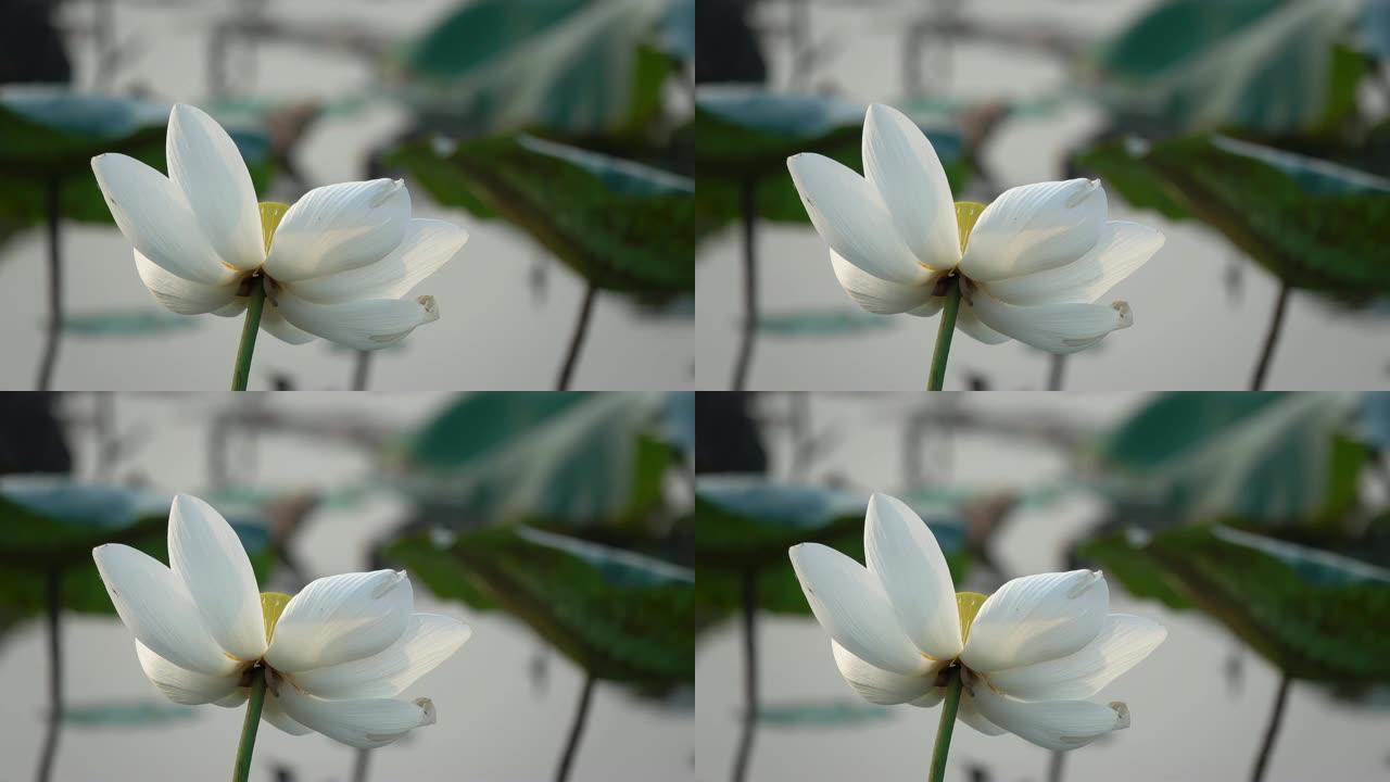 新鲜的白莲花或睡莲