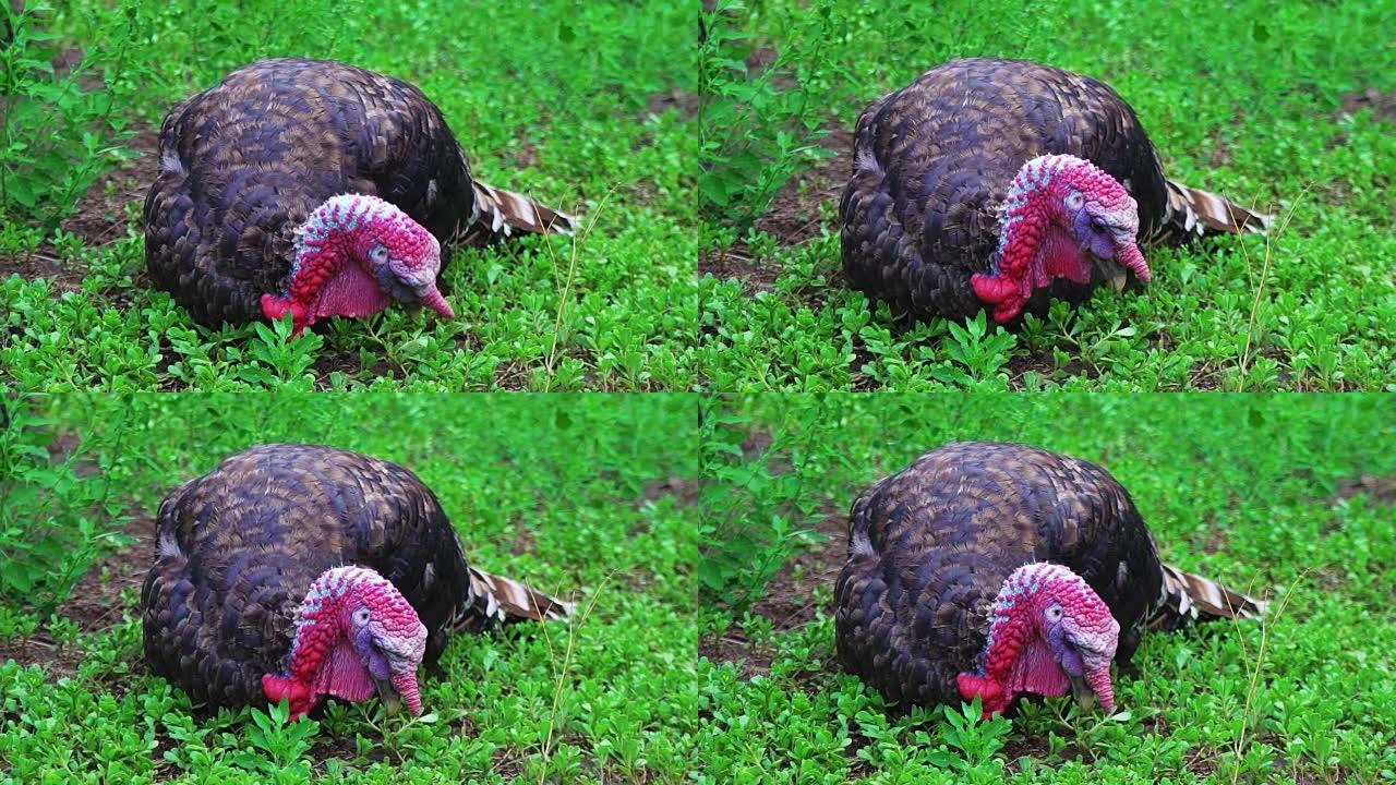 大黑火鸡坐在地上用喙寻找食物。住美丽的火鸡。土耳其度假