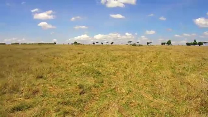 在非洲的稀树草原上放牧的草食动物