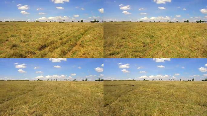 在非洲的稀树草原上放牧的草食动物