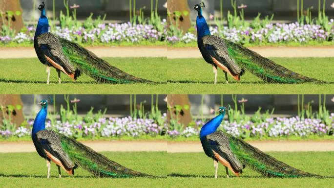 单雄印度孔雀鸟-孔雀-在草地上