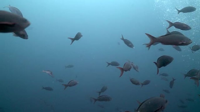太平洋克里奥尔鱼学校它深海礁，加拉帕戈斯海