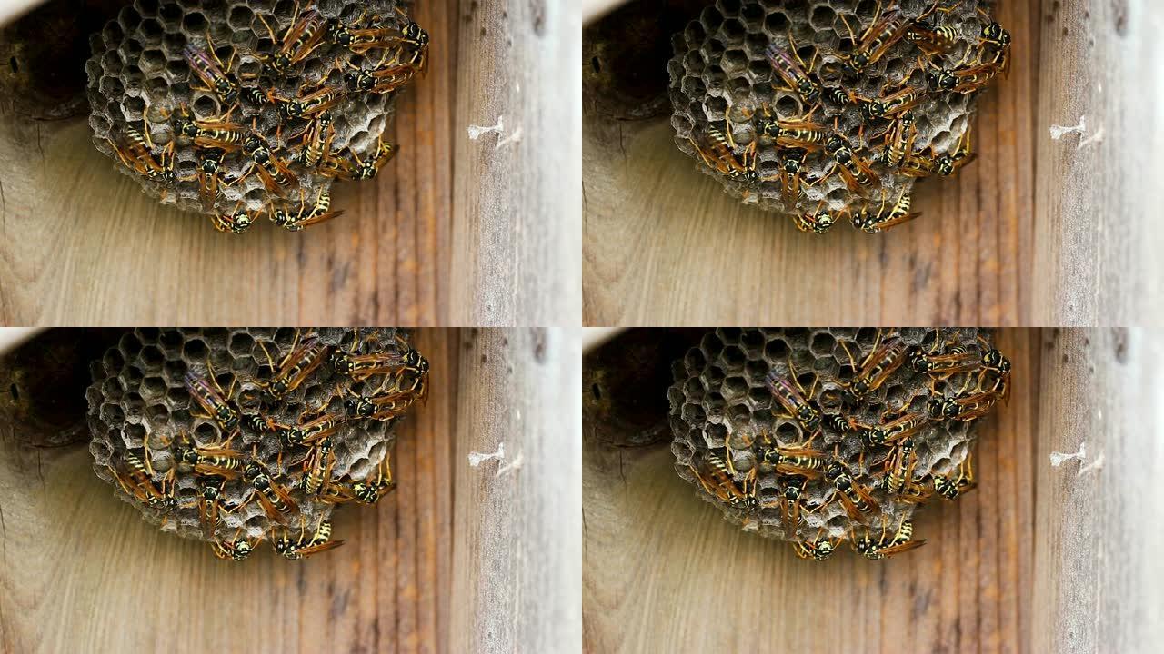 黑黄黄蜂队筑巢
