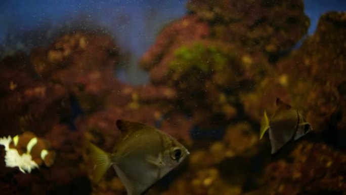 水族馆里的鱼。天使鱼