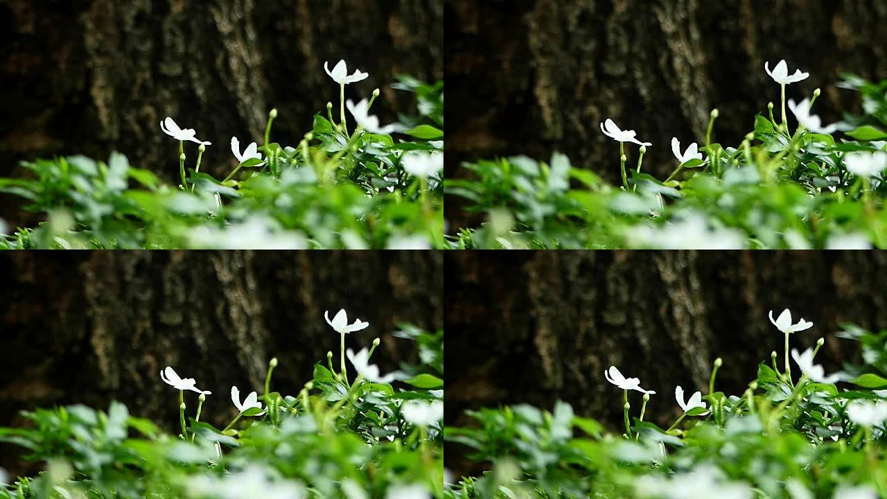 温暖阳光下的白色茉莉花