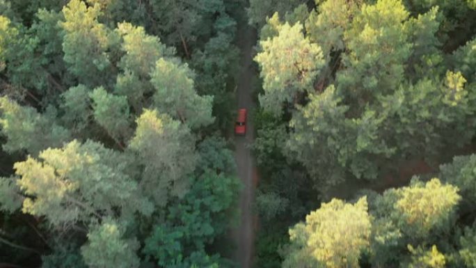 从无人机到红色汽车在松树林中骑行的鸟瞰图