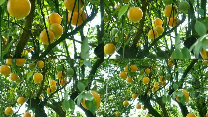 缩小农场的柑橘类水果。