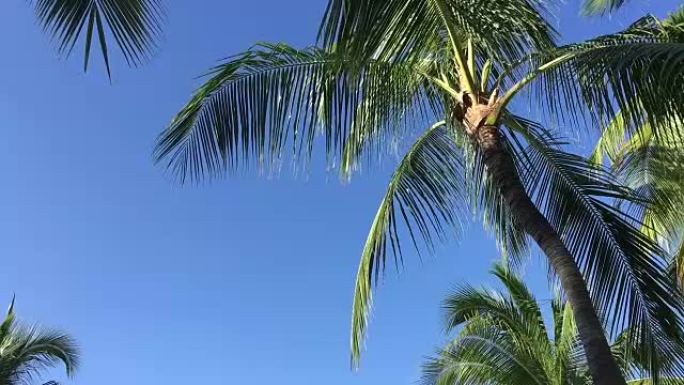 美丽的棕榈树在风中飘扬。