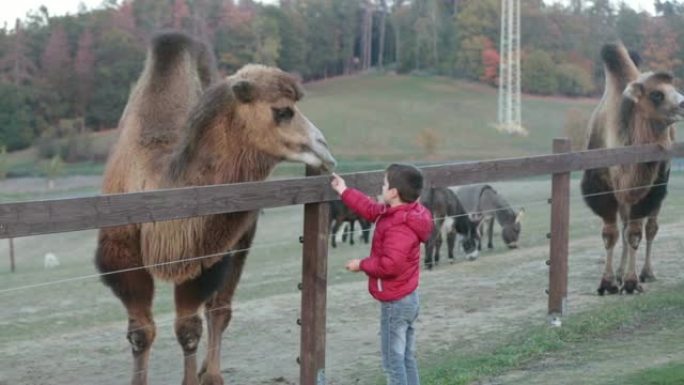 儿童，在农场喂养骆驼，儿童和动物的互动以及周末活动