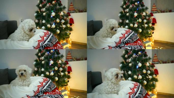 圣诞树前的可爱狗