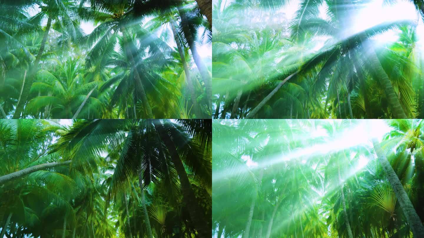 阳光树林椰树林 椰林 椰子树 丁达尔效应