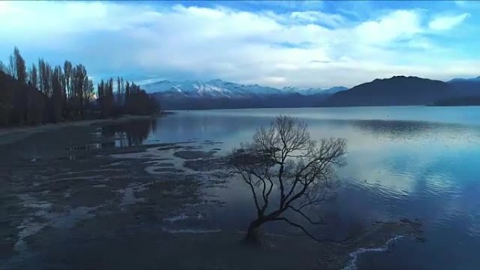 荒野中荒凉的树