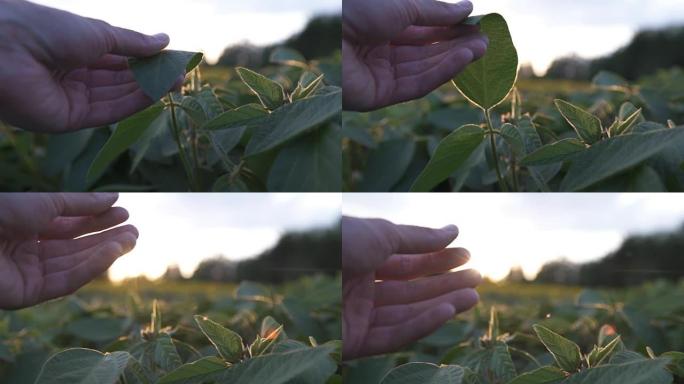 手里拿着黄豆的绿叶。慢动作