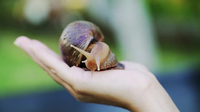 蜗牛Achatina fulica在一个男人的手掌上的特写