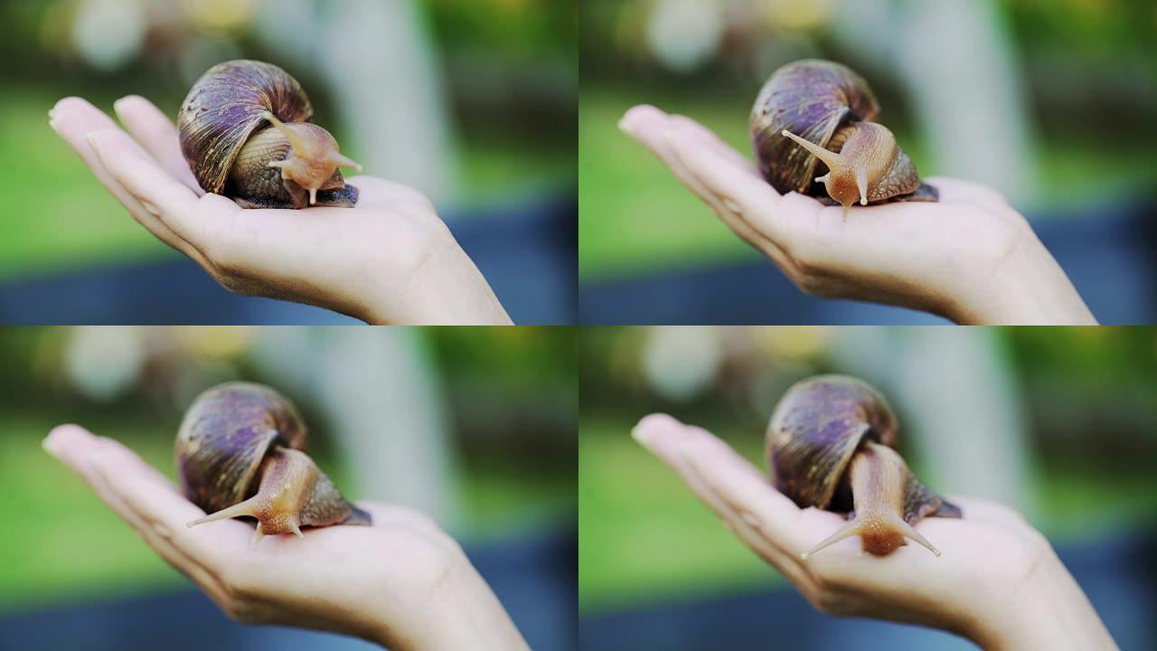 蜗牛Achatina fulica在一个男人的手掌上的特写