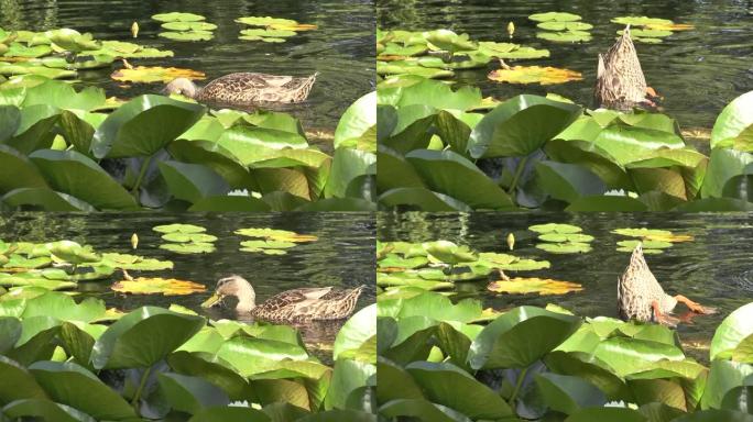 鸭子潜入池塘。