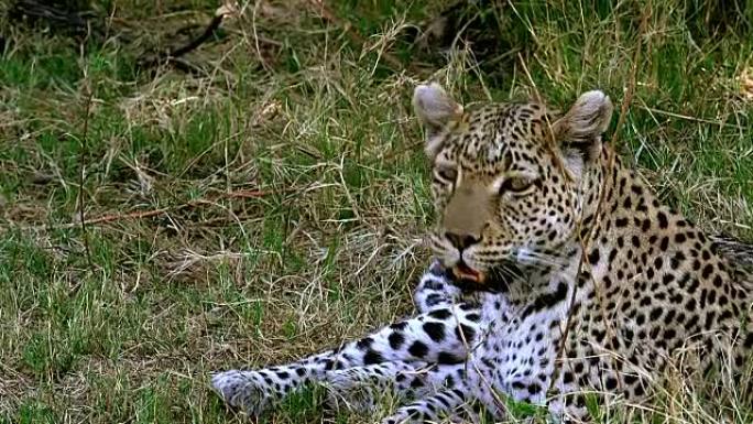 豹，豹帕杜斯，母亲的铺设，莫雷米保护区，奥卡万戈三角洲在博茨瓦纳，慢动作