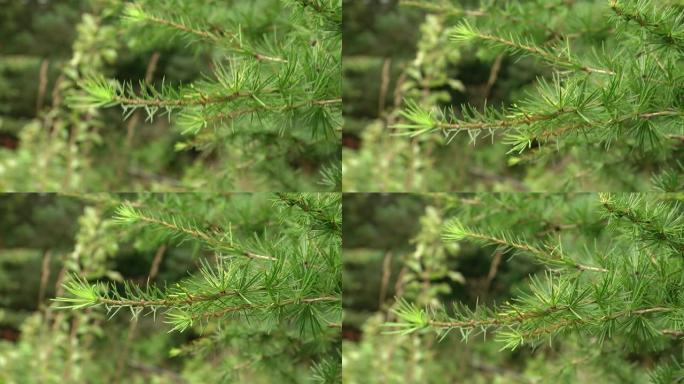 落叶松树绿色的树枝。落叶松植物树枝和树叶。松科木本植物属。落叶松或落叶松树枝，有细细的针状绿色叶子。