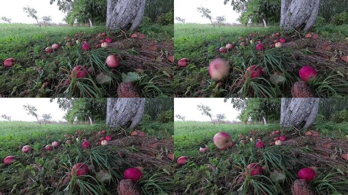 苹果从苹果树上掉下来，慢动作