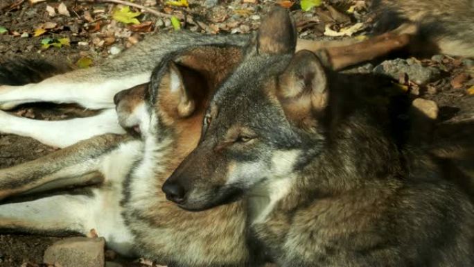 欧洲灰狼 (Canis lupus lupus) 躺着休息。一群狼。