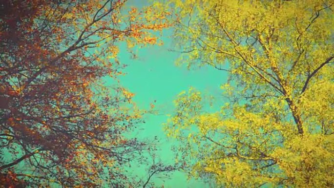 秋天印象-美丽的秋天树在阳光下-相机平底锅，复古的样子