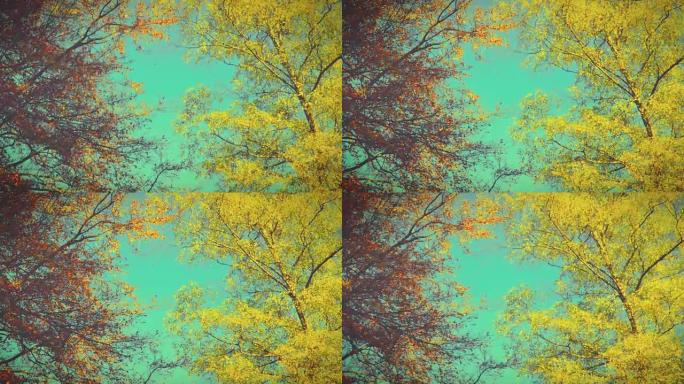 秋天印象-美丽的秋天树在阳光下-相机平底锅，复古的样子