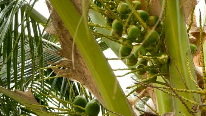 异国情调的绿色棕榈树叶子的特写镜头，里面有新鲜的新鲜圆形椰子水果簇，里面有牛奶。自然质地。热带象征。