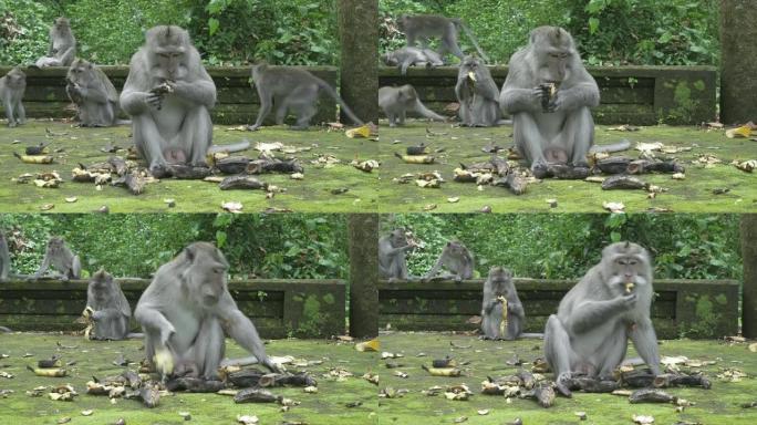 食蟹猕猴，Macaca fascicularis，又称长尾猕猴，Sangeh Monkey Fore