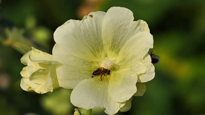 蜜蜂飞向花蜜