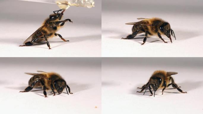 欧洲蜜蜂，蜜蜂，白色背景下舔蜂蜜的黑蜜蜂，诺曼底，实时4K