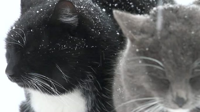 冬天的两只猫在白雪皑皑的荒原中