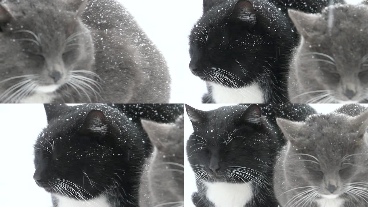 冬天的两只猫在白雪皑皑的荒原中