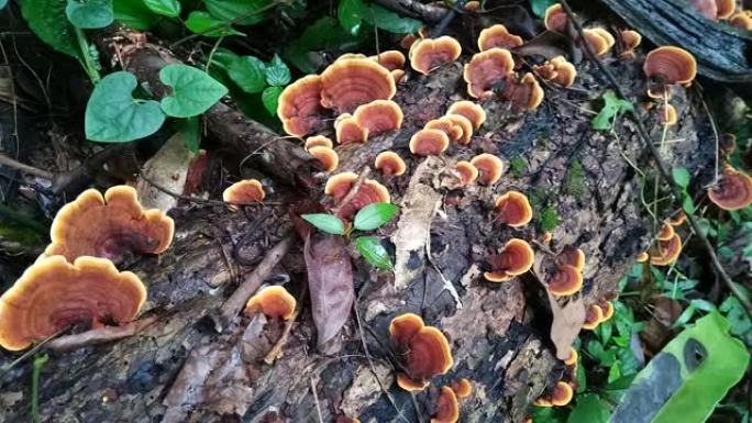 森林中的老原木上的蘑菇