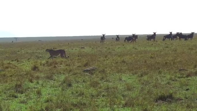非洲大草原的猎豹和牛羚