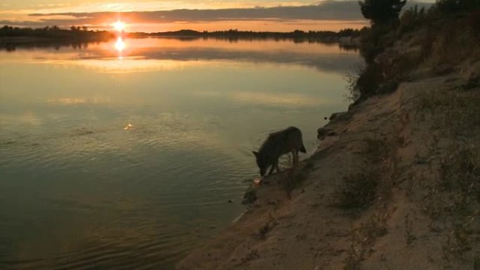 河附近的狼和日落