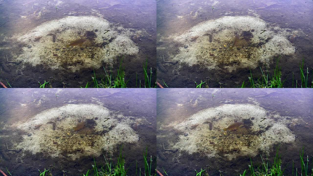 在波科诺斯，宾夕法尼亚州，美国，雄鱼南瓜籽翻车鱼守护池塘中的巢