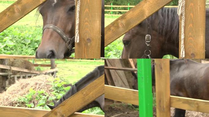 阳光明媚的日子，马在农场围栏里。美丽的棕色马吃草，特写