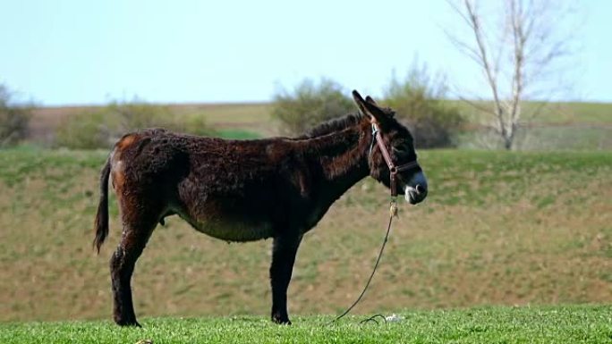 在牧场上放牧的黑驴以束缚的形式站立，