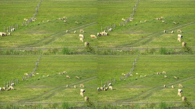一群在草地上吃草的绵羊。