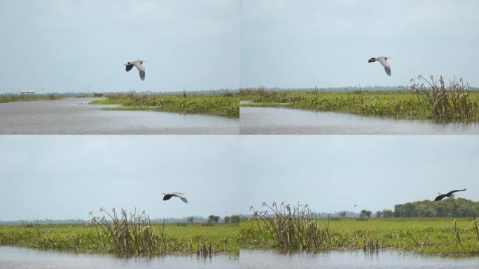 超慢动作鸟飞越湖面
