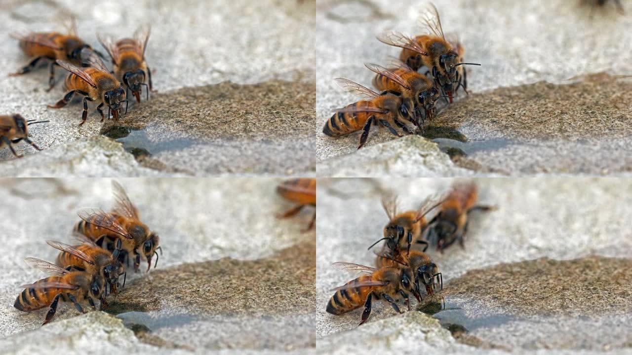 欧洲蜜蜂，蜜蜂，蜜蜂在石头上喝水，诺曼底，实时4K